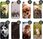 Hello Case Etui Do Lg X Power Pieski Psiaki Dogs Obudowa Pokrowiec - zdjęcie 5