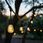 Eko-Light Girlanda Ogrodowa 15M + Led 6W G80 Amber E27 8cm Ekza3591 - zdjęcie 6
