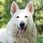Karma dla psa Butcher'S Natural&Healthy Dog Z Kurczakiem 10Kg - zdjęcie 3