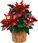 LEGO Botanicals 10370 Gwiazda Betlejemska - zdjęcie 10