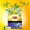 Herbata Lipton Herbata Piramidki Czarna Earl Grey 20 Torebek - zdjęcie 2