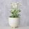 Boltze Ceramiczna Osłonka Na Doniczkę Peronie 13cm - zdjęcie 2
