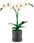 Zuru Mini Brands Create Botanical Garden Miniaturka Ogród Botaniczny - zdjęcie 3
