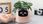 Inteligentna Doniczka Ivy Smart Planter Osłonka Na Donicę Plantsio Różowa - zdjęcie 4