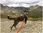 Joqu Smycz Dla Psa Z Amortyzatorem Dogtrekking Two Runners Szara 295Cm JOSMAMOTWORUNSZA - zdjęcie 3
