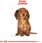Karma dla psa Royal Canin Dachshund Puppy 2x1,5kg - zdjęcie 5
