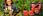 Słuchawki Webski HZ340_RD$LAD_WB_33W#2 czerwony - zdjęcie 3