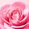 Nuxe Very Rose Oczyszczająca Pianka Micelarna 150ml - zdjęcie 5