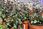 Kłosowiec Meksykański Summ erlong Coral Agastache Mexicana - zdjęcie 3