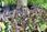 Kłosowiec Meksykański Summ erlong Coral Agastache Mexicana - zdjęcie 2