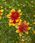 Nachylek Okółkowy Bengal Tiger Coreopsis Verticillata - zdjęcie 2