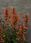 Kłosowiec Kudos Mandarin Agastache Hybrida - zdjęcie 5