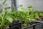 Serduszka Okazała Alba Dicentra Spectabilis - zdjęcie 5