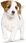 Karma dla psa Royal Canin Mini Puppy 2x8kg - zdjęcie 7