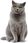 Karma dla kota Royal Canin British Shorthair 4kg - zdjęcie 2