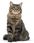 Karma dla kota Royal Canin FCN Urinary Care 2x10kg - zdjęcie 2