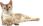 Karma dla kota Royal Canin FCN Urinary Care w sosie 12x85g - zdjęcie 8