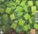 Płyta kompaktowa C418 Minecraft Volume Alpha (CD) - zdjęcie 3