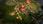 Gra na PC Grey Goo - Definitive Edition (Gra PC) - zdjęcie 6