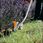 Ogrodowe urządzenia wielofunkcyjne Stihl FCB-KM 41807405002 - zdjęcie 2