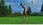 Gra PS4 Everybody's Golf (Gra PS4) - zdjęcie 6