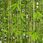 Tapeta 41504 Ugepa winyl zielona trawa Bambus 3D - zdjęcie 1