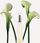 Perfumy Issey Miyake Leau Dissey  Woda Toaletowa 50ml - zdjęcie 2