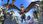 Gra PS4 The Elder Scrolls Online: Summerset (Gra PS4) - zdjęcie 6