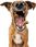 Karma dla psa Vet Expert Raw Paleo Puppy Mini Indyk 2kg - zdjęcie 2