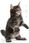 Karma dla kota Royal Canin Maine Coon Kitten 10kg - zdjęcie 7