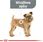 Karma dla psa Royal Canin Mini Dental Care 8kg - zdjęcie 4
