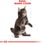 Karma dla kota Royal Canin Maine Coon Kitten 400g - zdjęcie 9