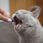Vet Expert Urinovet Dilution Cat preparat na układ moczowy dla kotów 45kaps. - zdjęcie 2