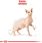 Karma dla kota Royal Canin Sphynx Adult 2x10kg - zdjęcie 3