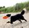 Trixie Frisbee Dysk z gumy Tpr dla psa 22cm - zdjęcie 3