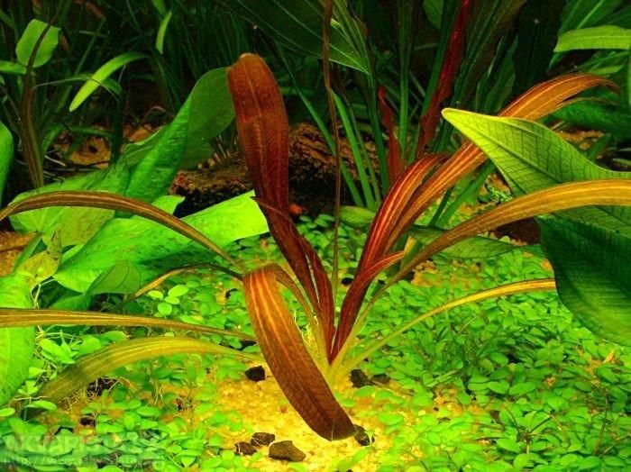 Invital Ro lina Echinodorus Rubin Narrow Leaf Ceny I Opinie Ceneo pl invital-ro-lina-echinodorus-rubin-narrow-leaf-ceny-i-opinie-ceneo-pl