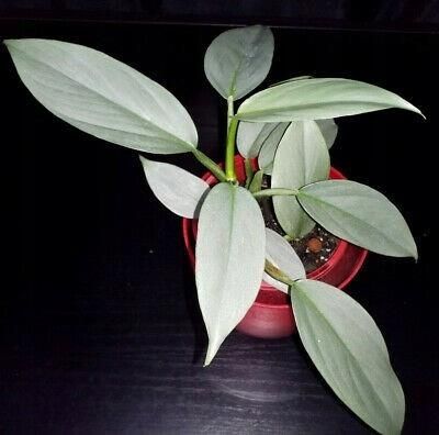 PHILODENDRON SILVER QUEEN KSIĘŻYCOWE UBARWIENIE S - Ceny i