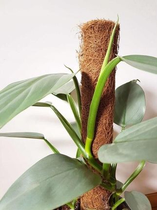 PHILODENDRON SILVER QUEEN KSIĘŻYCOWE UBARWIENIE S - Ceny i