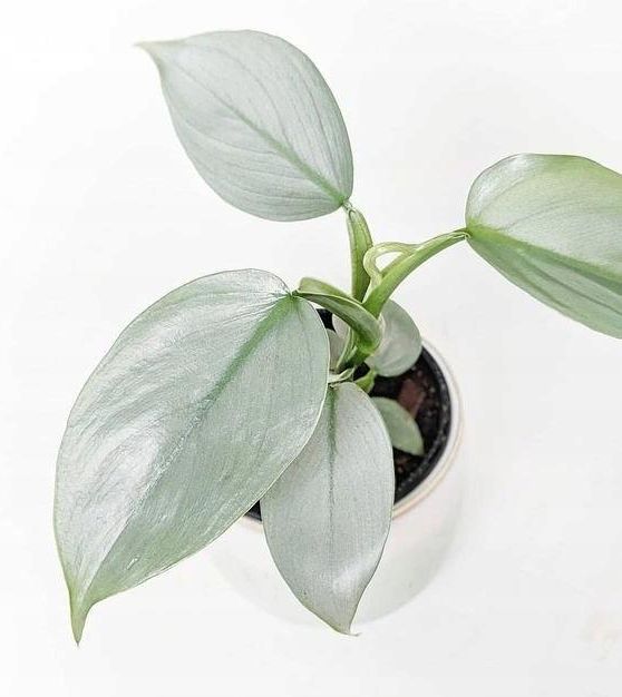 PHILODENDRON SILVER QUEEN KSIĘŻYCOWE UBARWIENIE S - Ceny i