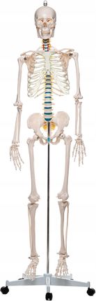 313 Szkielet Model Anatomiczny Ludzki Człowieka 180 Cm