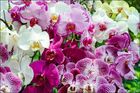 Fototapeta Kolorowe fioletowe Białe ekskluzywne Orchidee z modnym efektem 3D Ozdoba ścienna do salonu 360x240cm