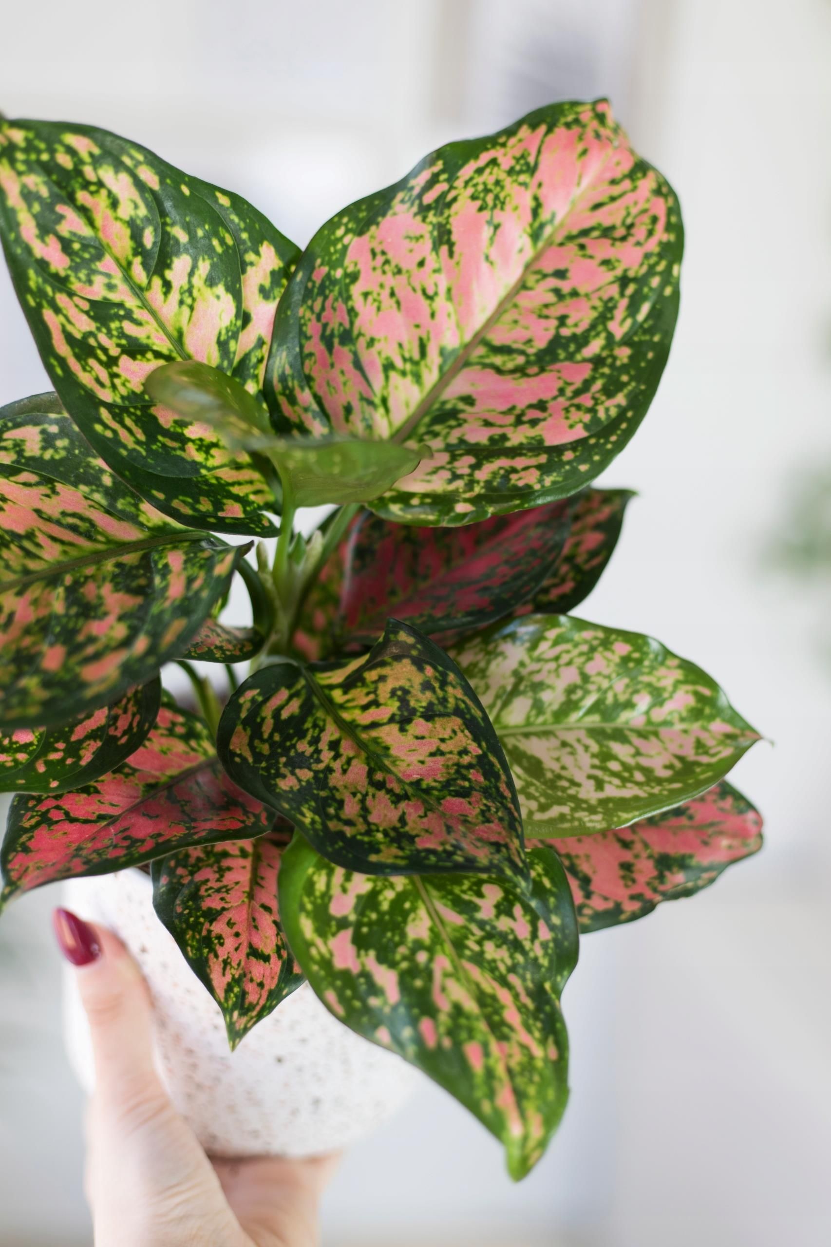  AGLONEMA  ARMY  RED  CZERWONE LICIE AGLAONEMA  Ceny i 