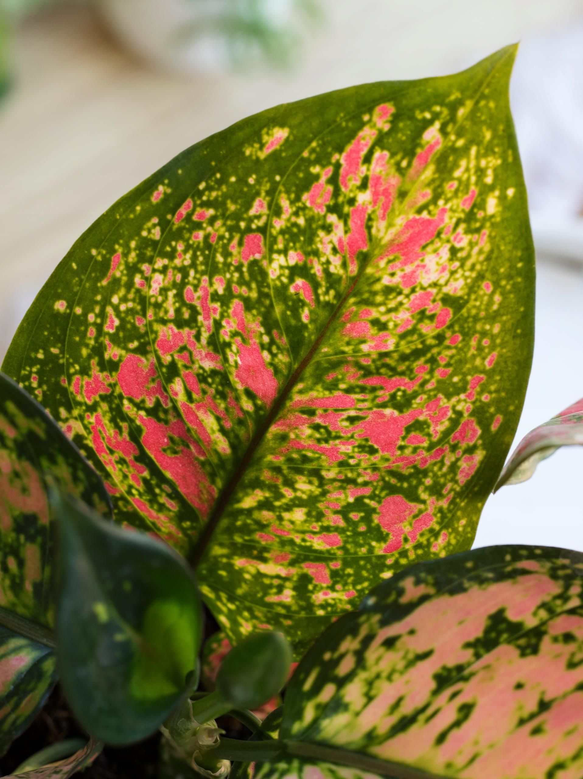  AGLONEMA  ARMY  RED  CZERWONE LICIE AGLAONEMA  Ceny i 