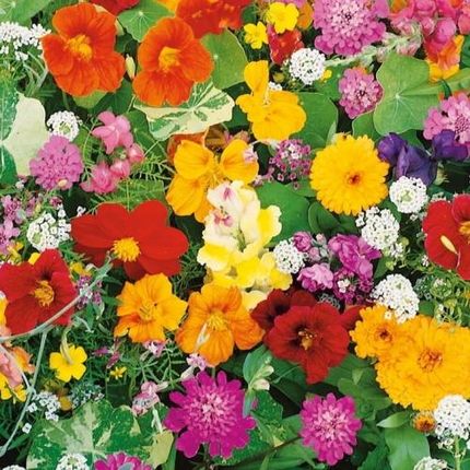 Kiepenkerl Pachnące Kwiaty Na Skalniak – Nasiona 102353