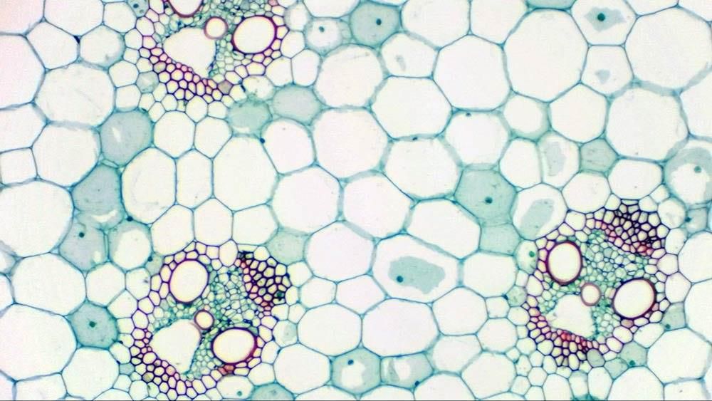 Bresser Okularowa Kamera Cyfrowa Mikrokular Full Hd (73754)