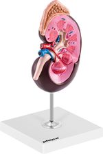 Zdjęcie Physa Nerka Model Anatomiczny Skala 1,5:1 Phy Km 3  - Zielona Góra