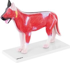 Zdjęcie Physa Pies Model Anatomiczny Phy Am 2  - Zbąszynek