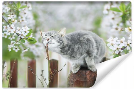 Muralo Fototapeta Młodzieżowa Kotek Natura Drzewa 315X210
