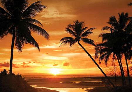 Wallarena Fototapeta Plaża Morze Palmy Zachód Słońca 416X254