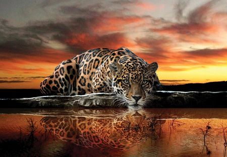 Wallarena Fototapeta Gepard Tygrys Jaguar Zwierzęta 254X184